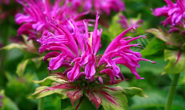 Bee Balm: If You Plant It, They Will Come