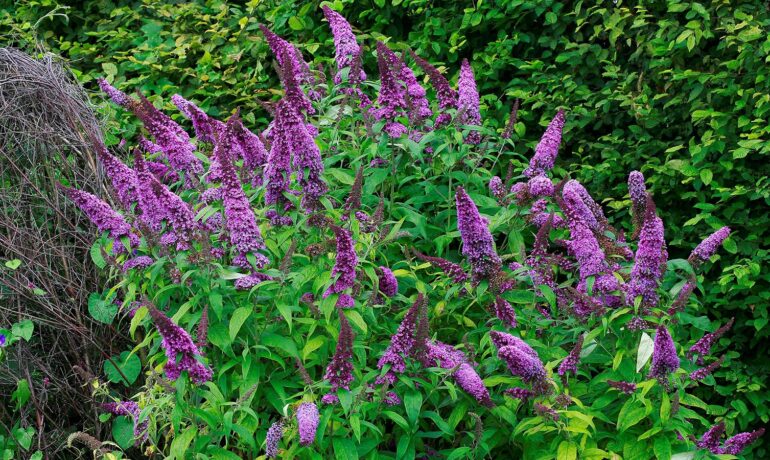 5 Reasons You Should Grow a Butterfly Bush