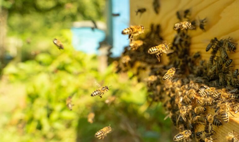 How to Rid Your Home of Honeybees Without Killing Them