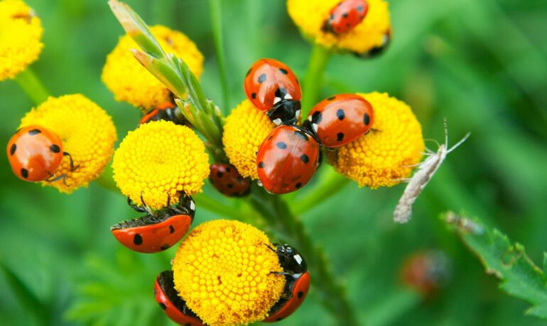 Put Down the Pesticides! Introduce Beneficial Insects Into Your Garden