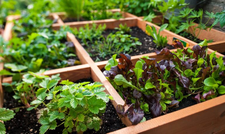 Square Foot Gardening: The Planting Method Created By an Engineer