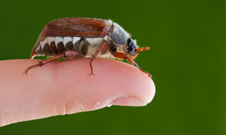 June Bugs Are a Nuisance for People, Manna for Other Animals