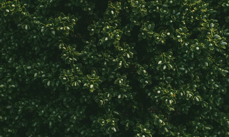 Grooming the Pergola Boxwood